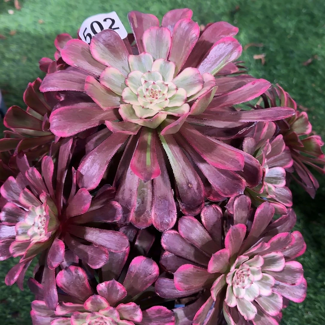 多肉植物烟花粉体502