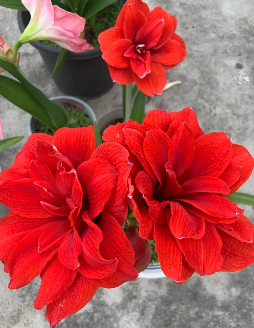 樱桃妮芙精品小苗朱顶红盆栽地栽重瓣