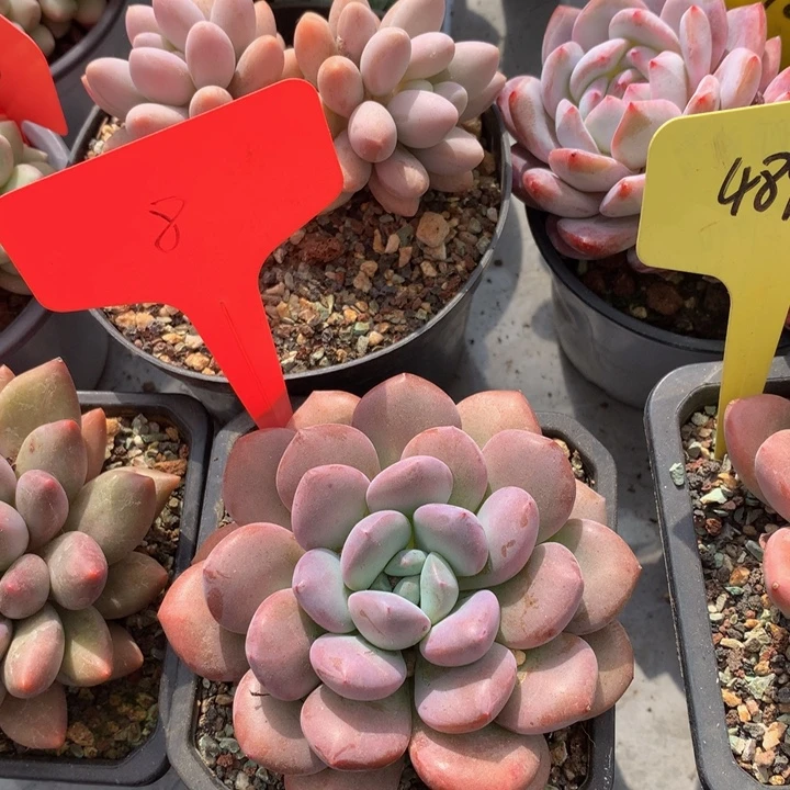 多日子和欧727272727