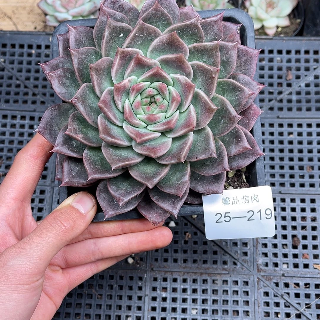 多肉一物一拍25-219