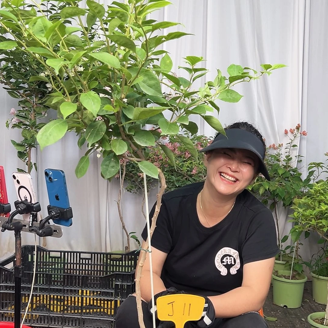椒***椒当前无花栽培后可以开花J11变色龙