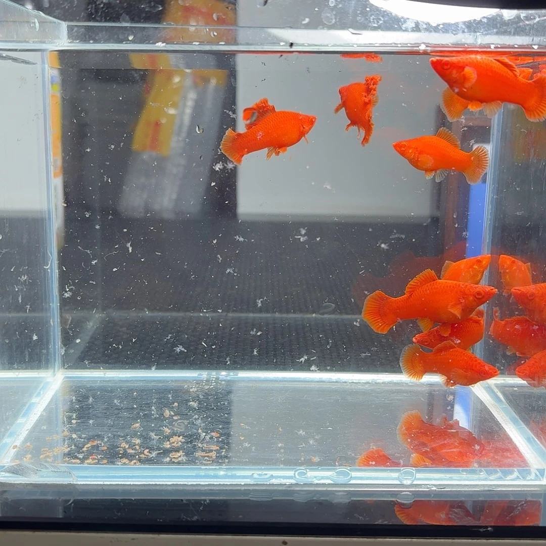 海水鱼半月尾红箭鱼10条