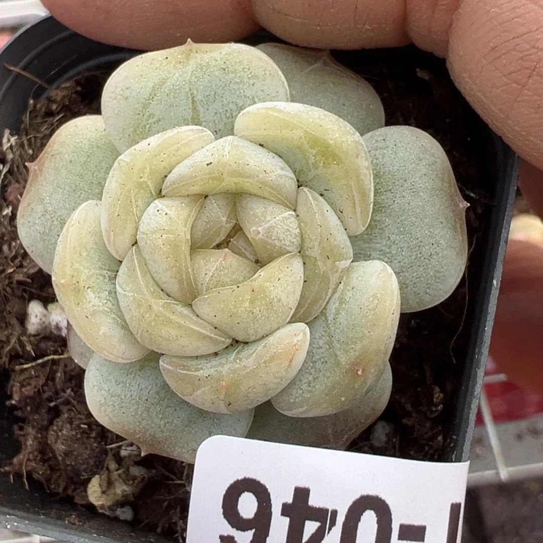 小卡拉米糖心一物一拍21-46