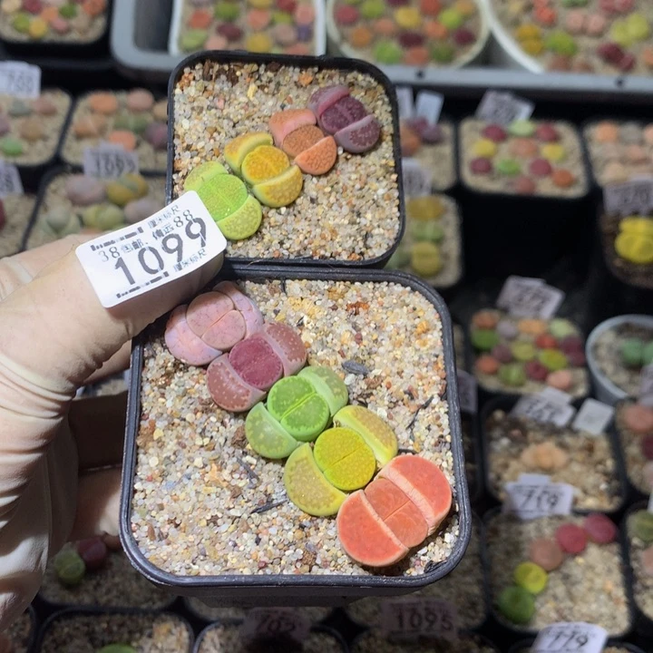 呱Sss精品生石花1099