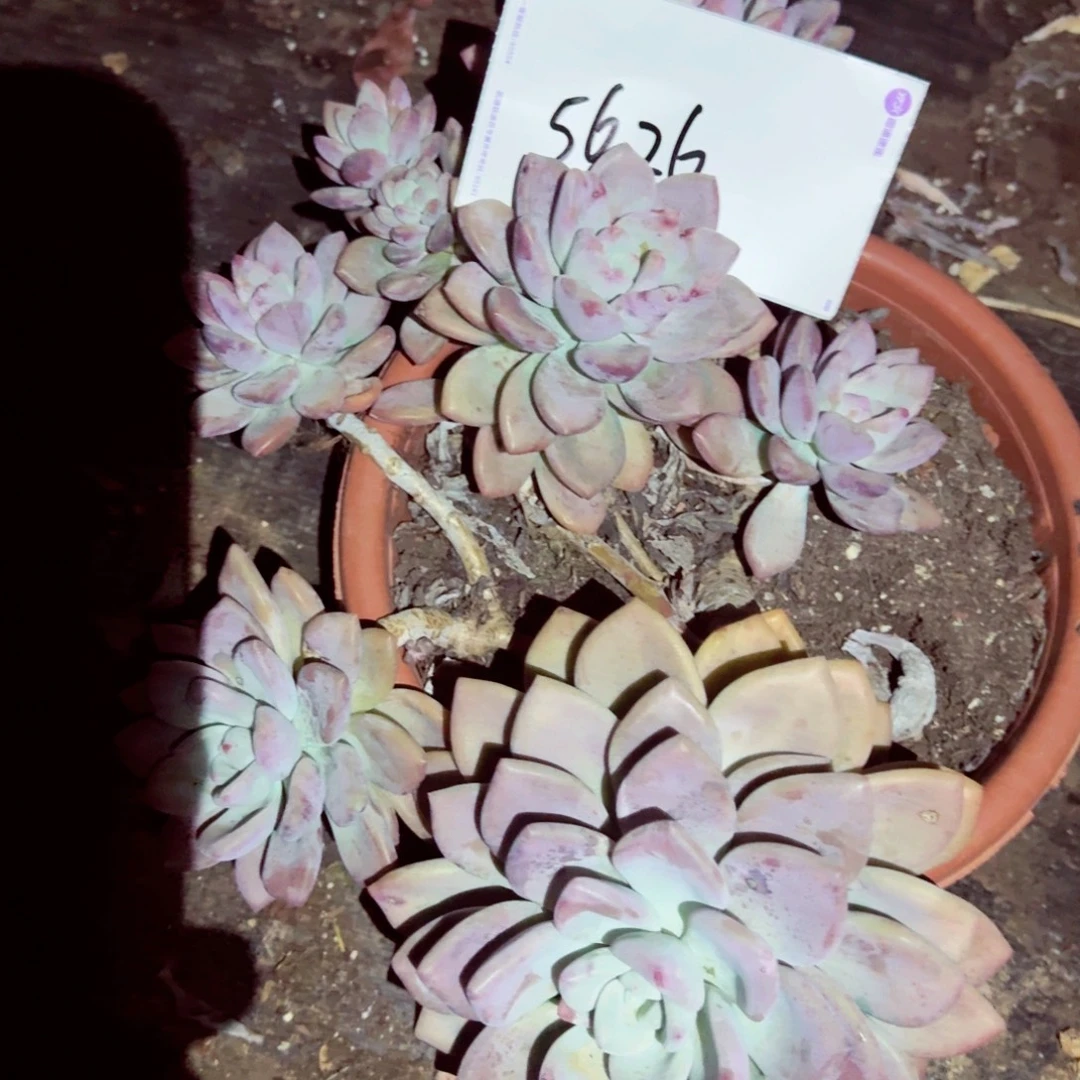 美***活奥普5626多肉植物直发