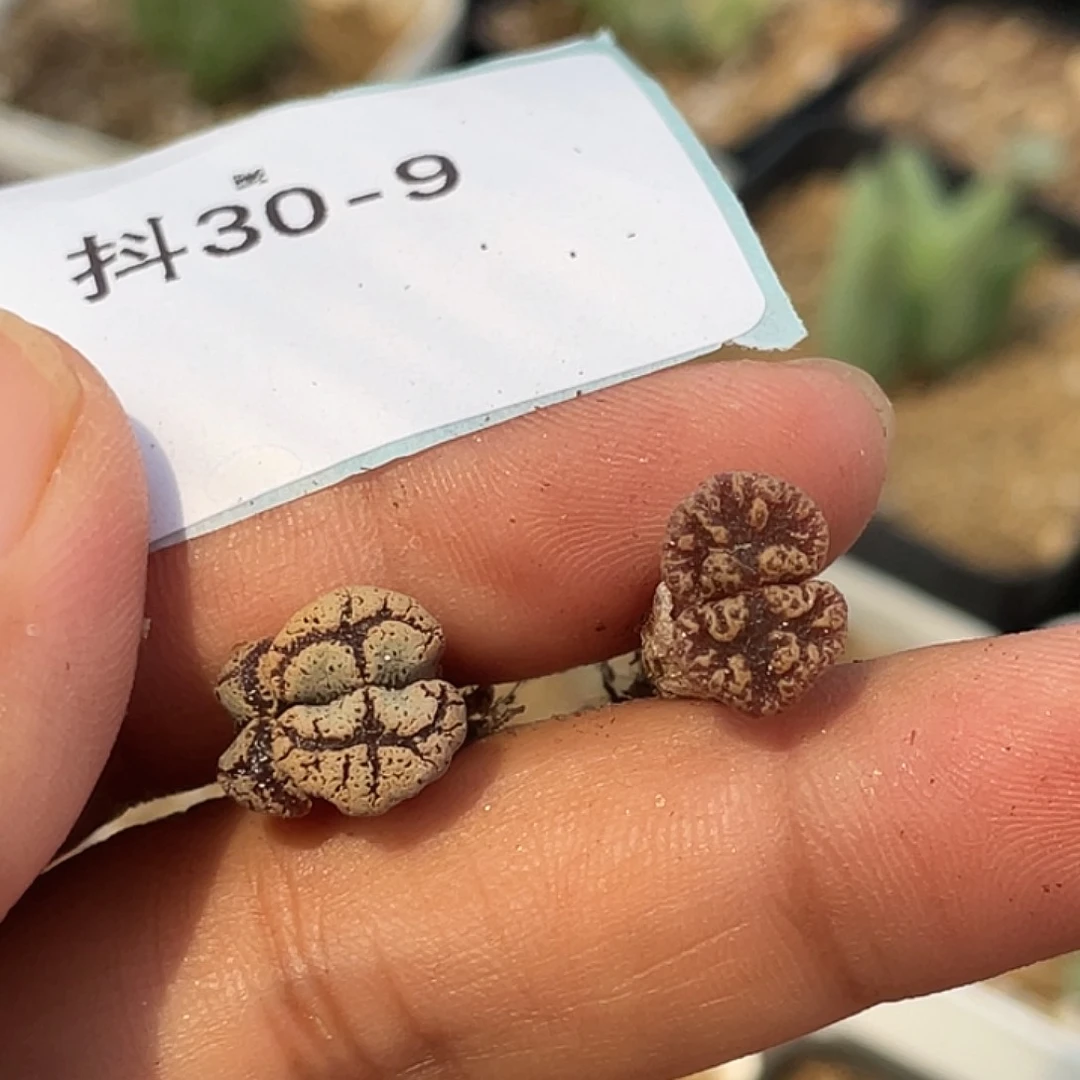 30-9超碟多肉植物