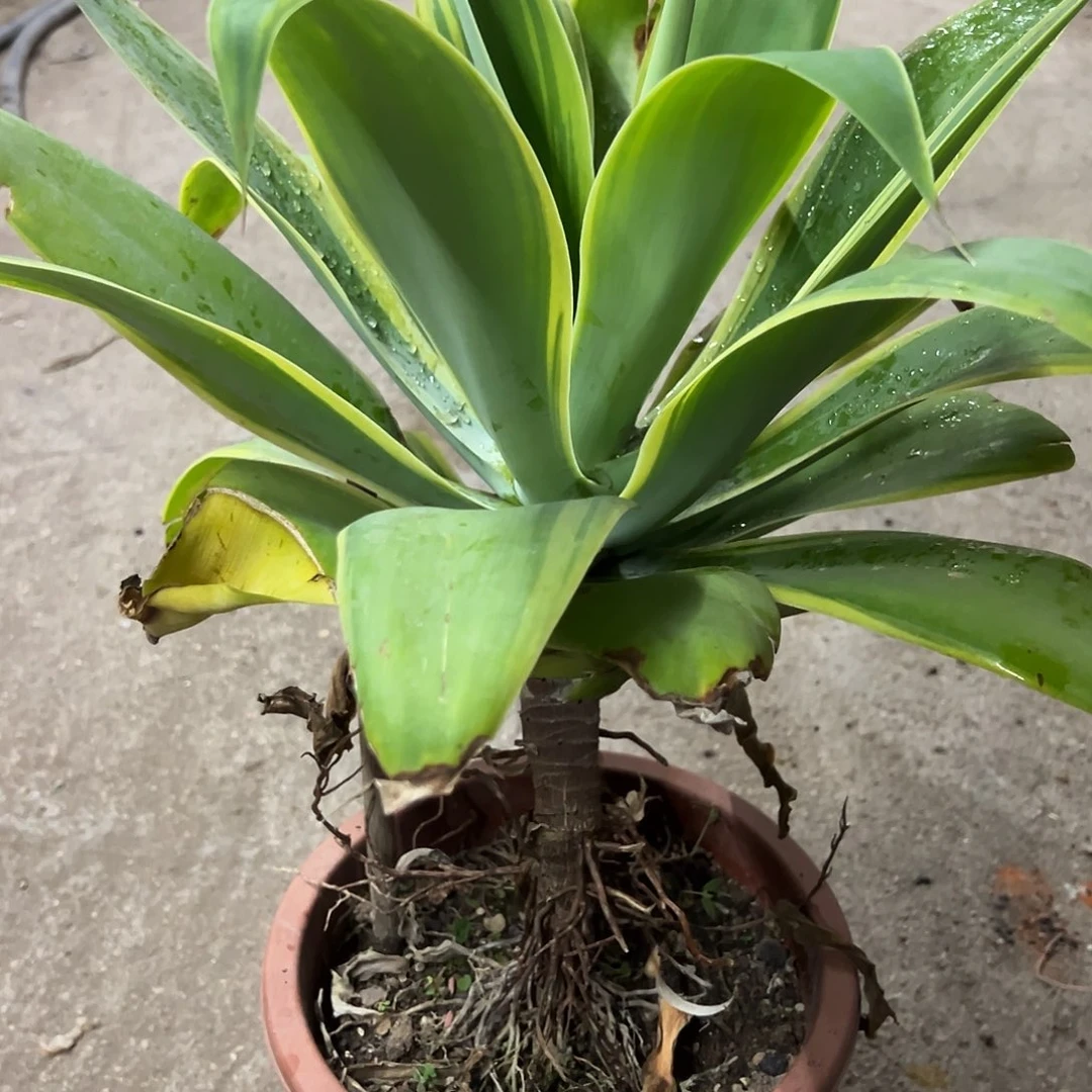 R****n虎尾生长发育良好