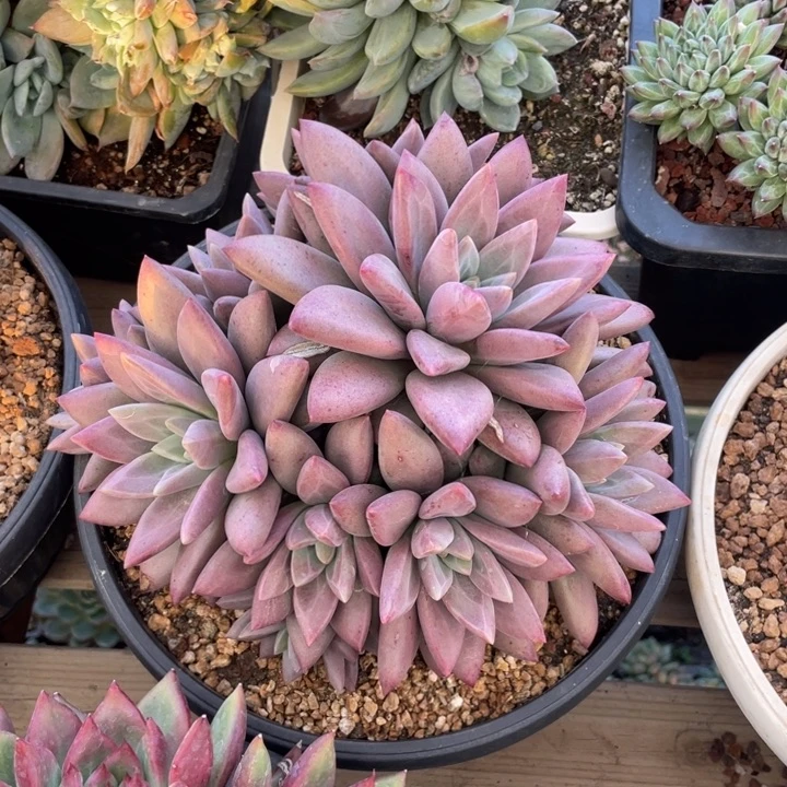 【闪购商品】赫菲虞