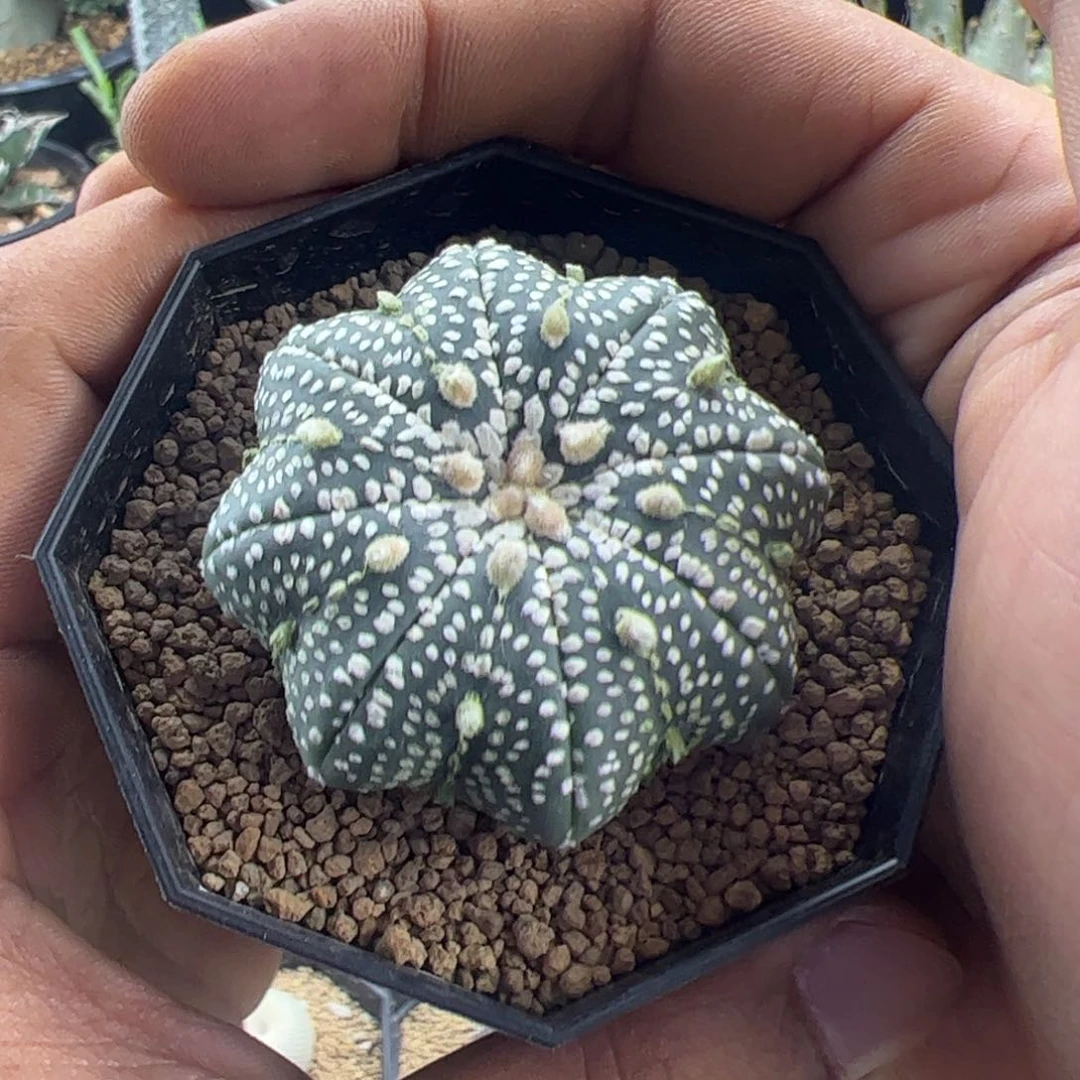 海星兜一物一拍带盆发