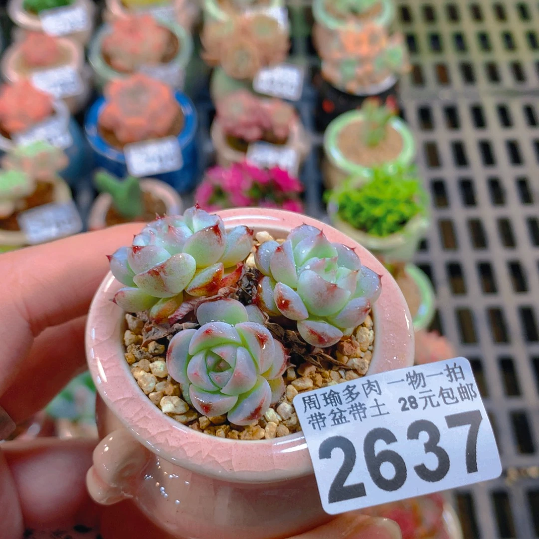 5厘米盆精控多肉2637