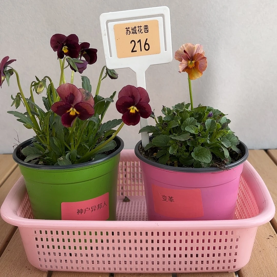 大部分开放少量花苞216