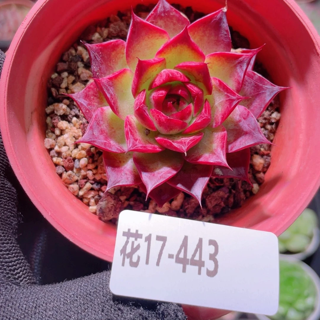 花利美17-443小海螺