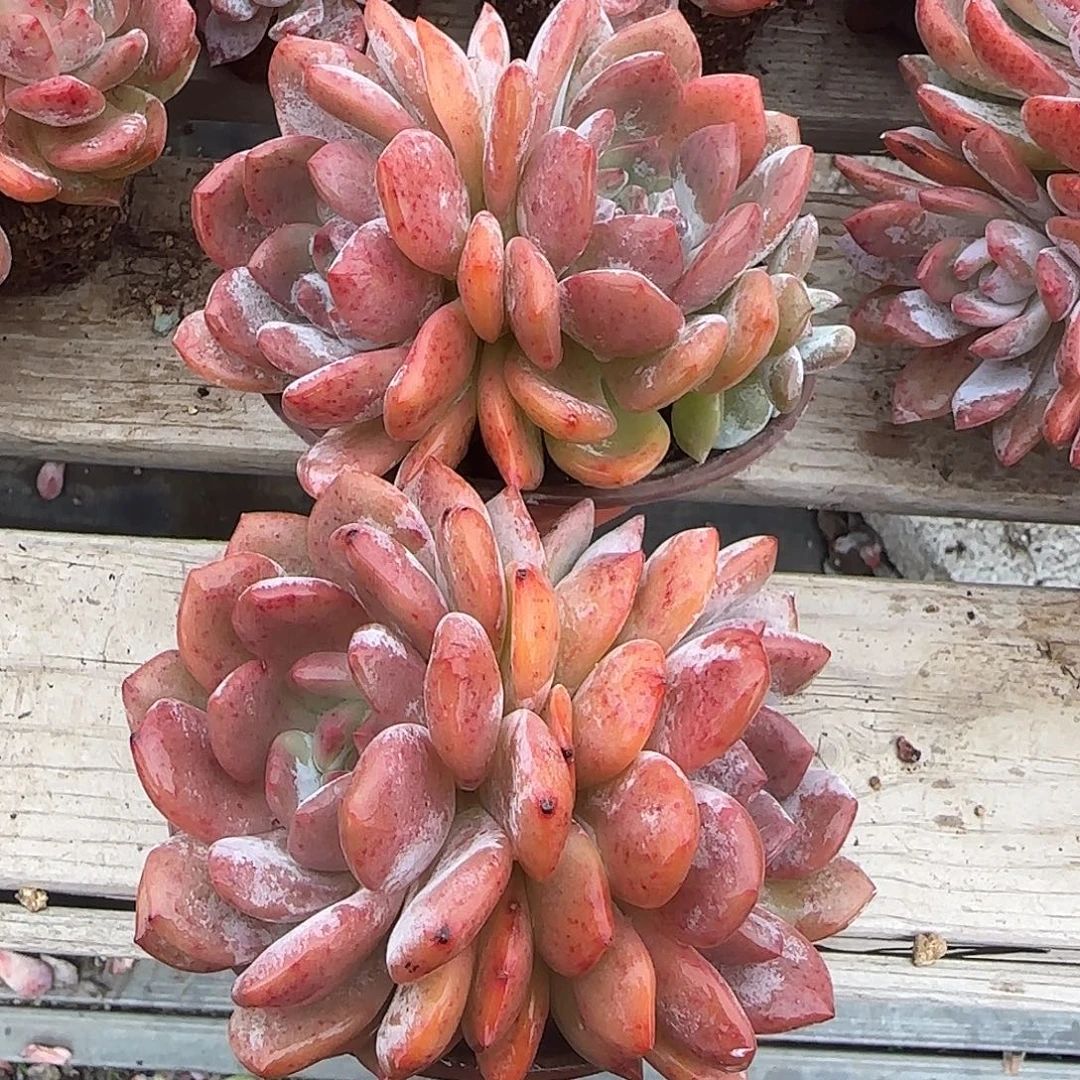 红血橙两颗短肥圆13.5公分左右