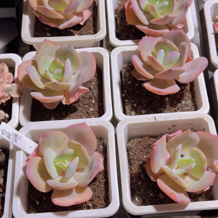 白凤福利一颗十厘米盆