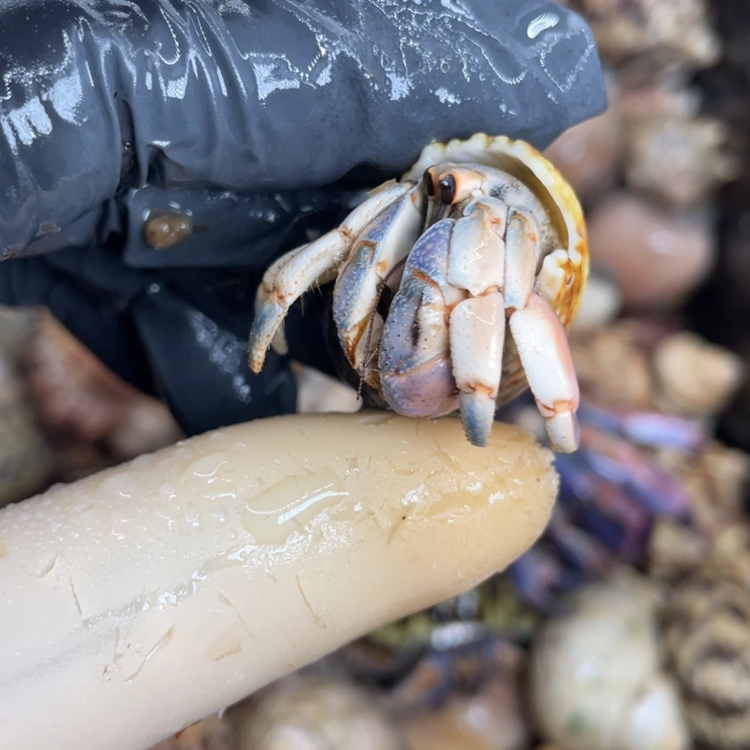 不退不换活体宠物31