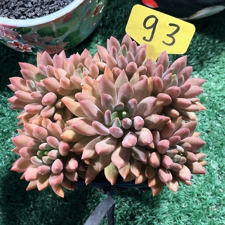 蜻蜓93号码牌子的话题了解