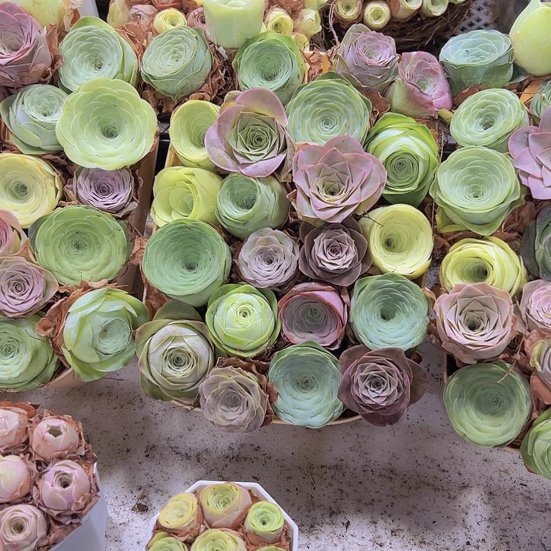 精品七彩大花22颗玫瑰