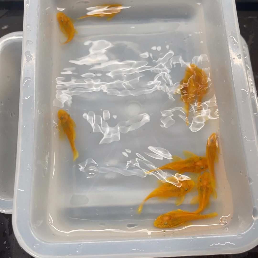 清道夫鱼中号胡子10条开箱视频报损