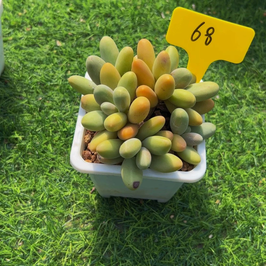 夏***岁小老桩糖果美人多肉