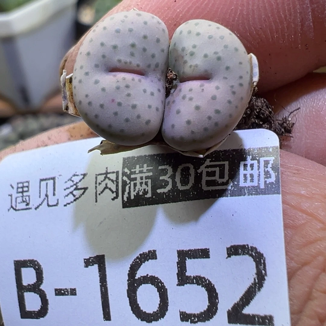 多肉植物11111111111