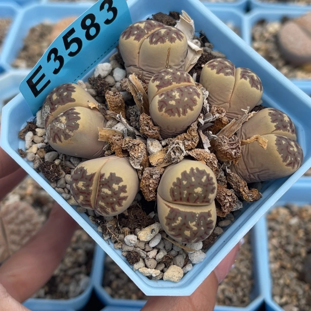 3583七头丽红群生一颗