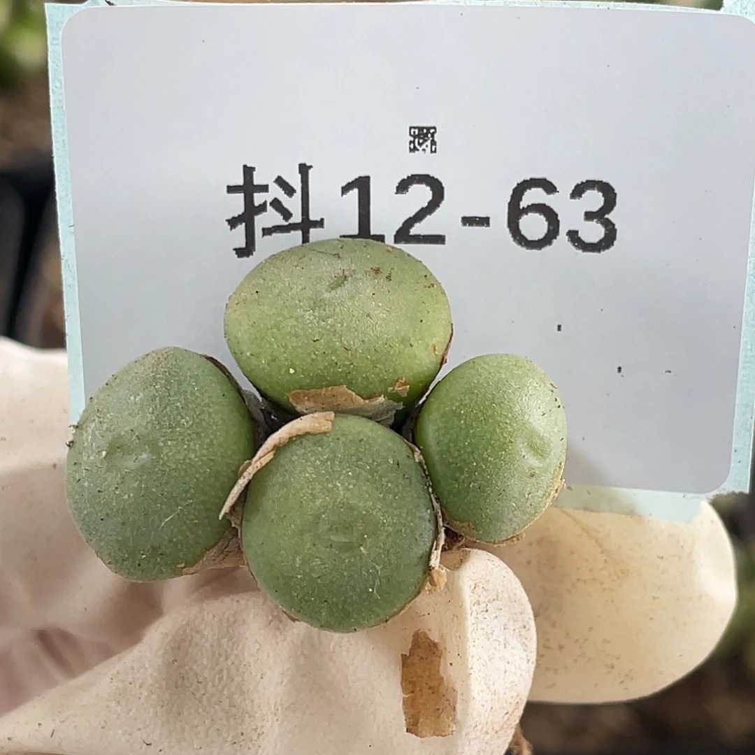 12-63毛钮扣多肉植物