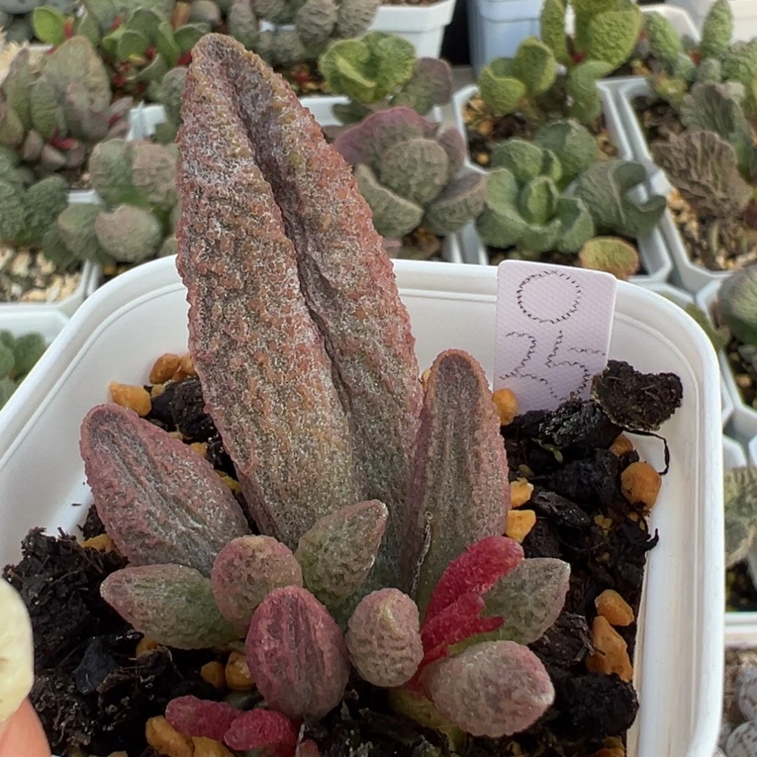 橘粉大叶型实生新品大苗