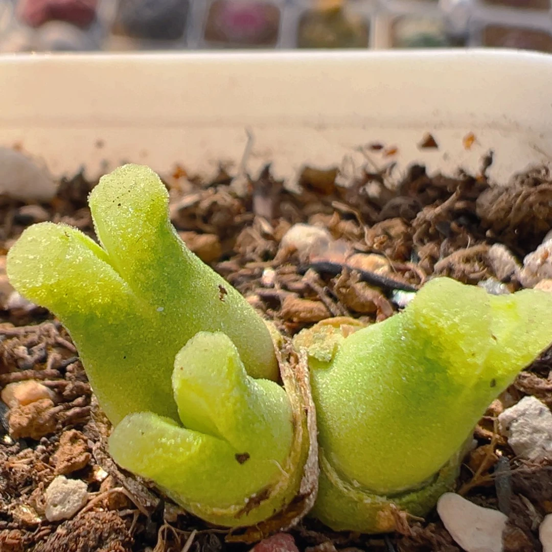 145多肉植物百科知识