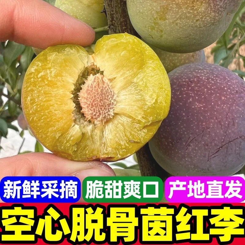 正宗四川半边红李脆甜多汁当季新鲜李子水果