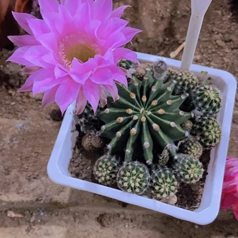 ❄️****仙人掌彩草6236