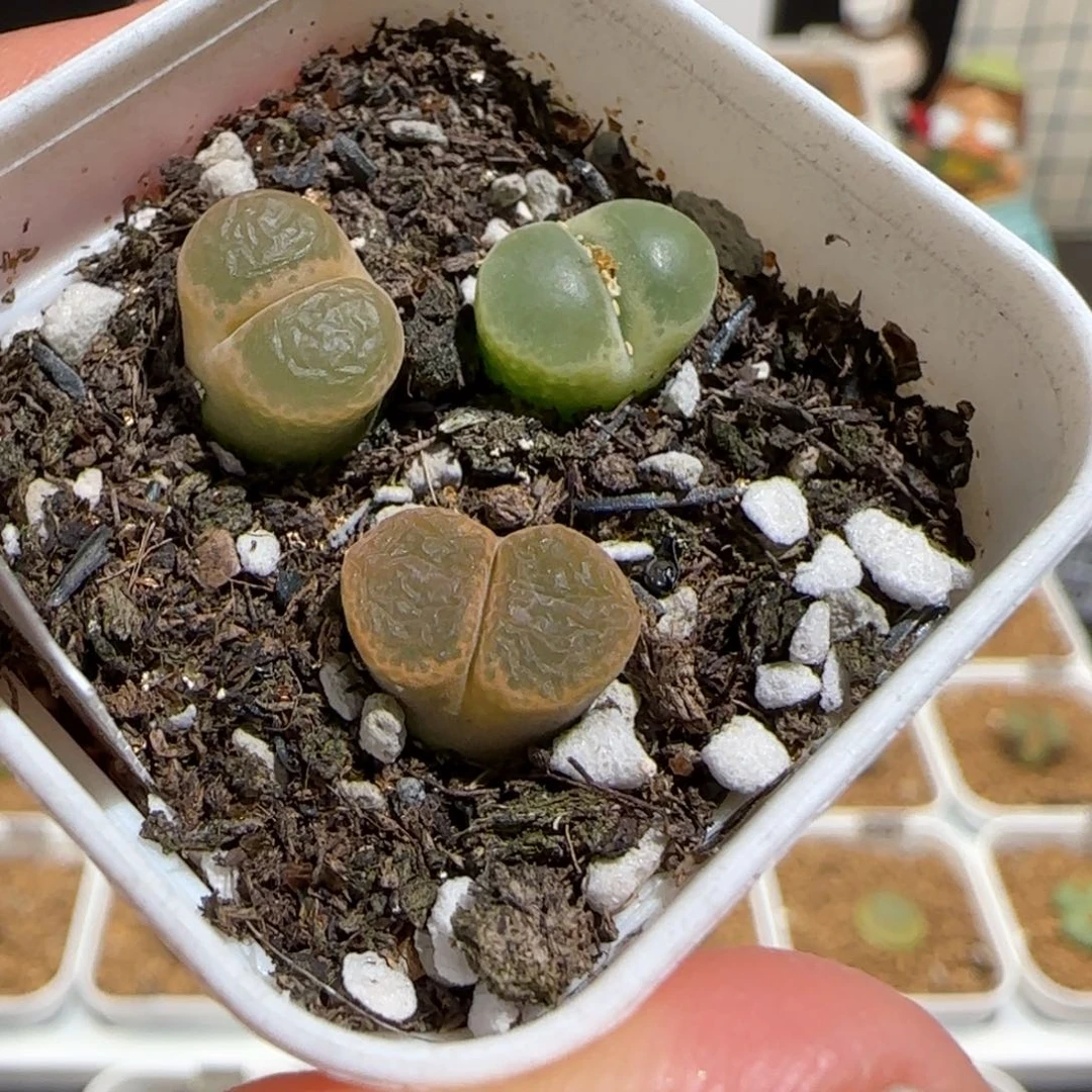 肉锥多肉植物组合-1453.75、951