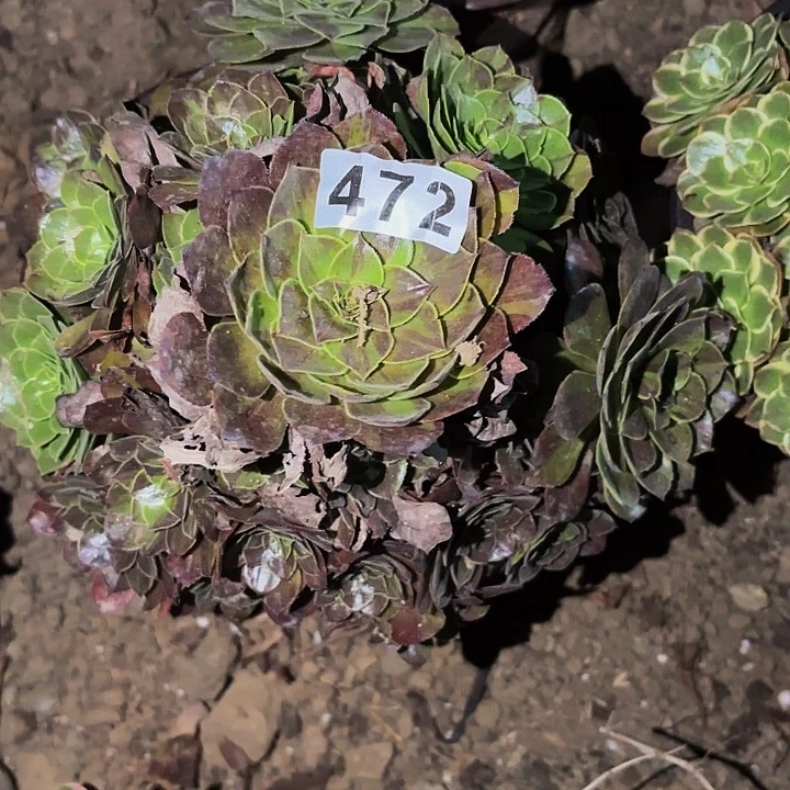472花月夜多肉植物不售后