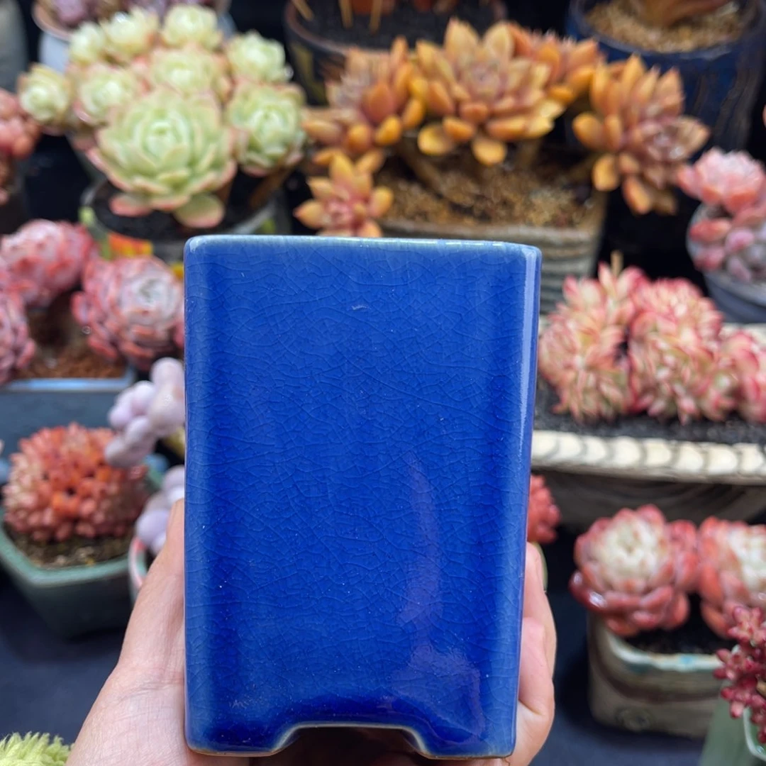 山**色星娜塔多肉换盆