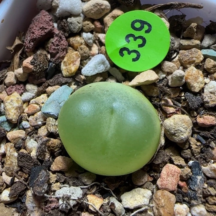 拉登1.4+多肉植物339