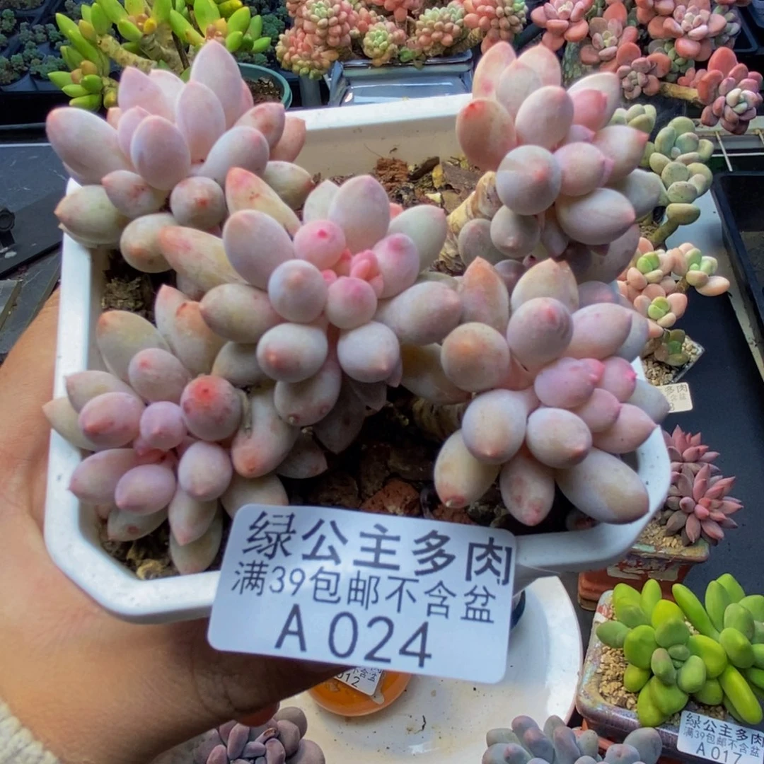 024婴儿手指多肉7c m