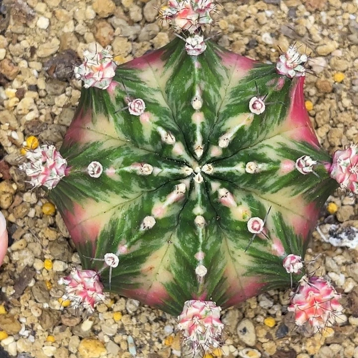 水蜜桃Peach 出侧芽。