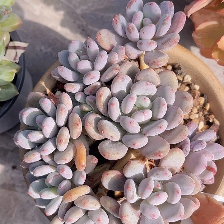 香香雪0144多肉植物