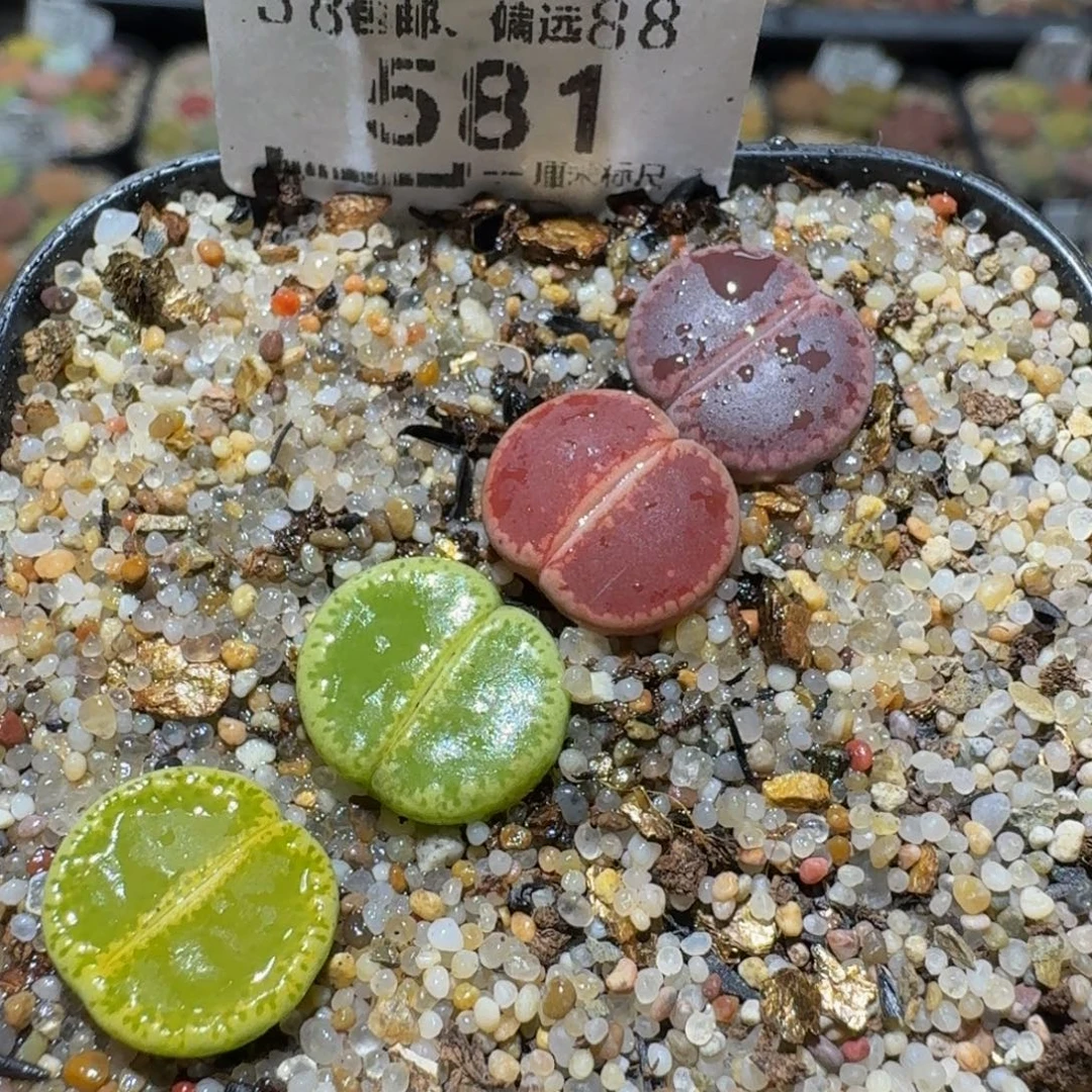 Sssss精品生石花581
