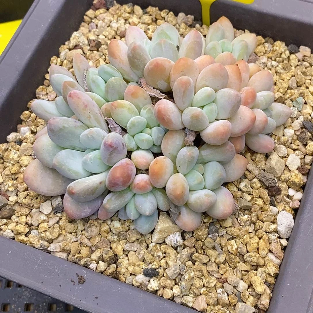 多****喵金汇园艺914160香水大群