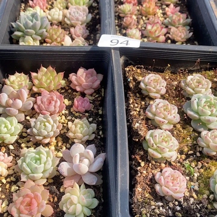94 多肉植物盆栽花卉