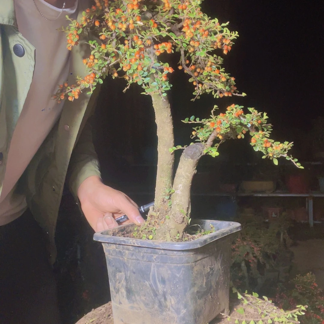 无花朵荀子盆景园区荀子