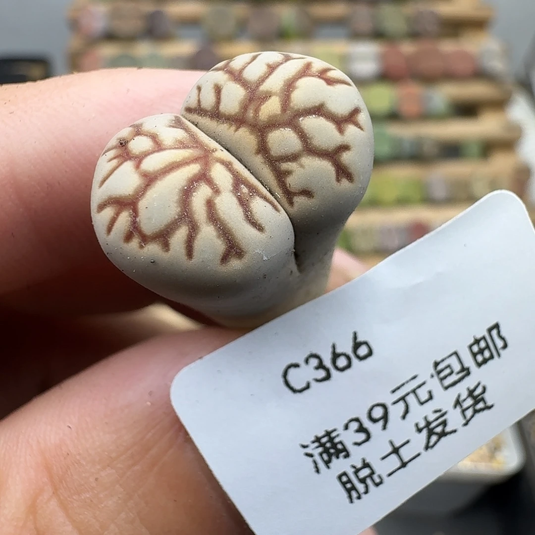 L****366多肉哈哈哈哈哈哈哈