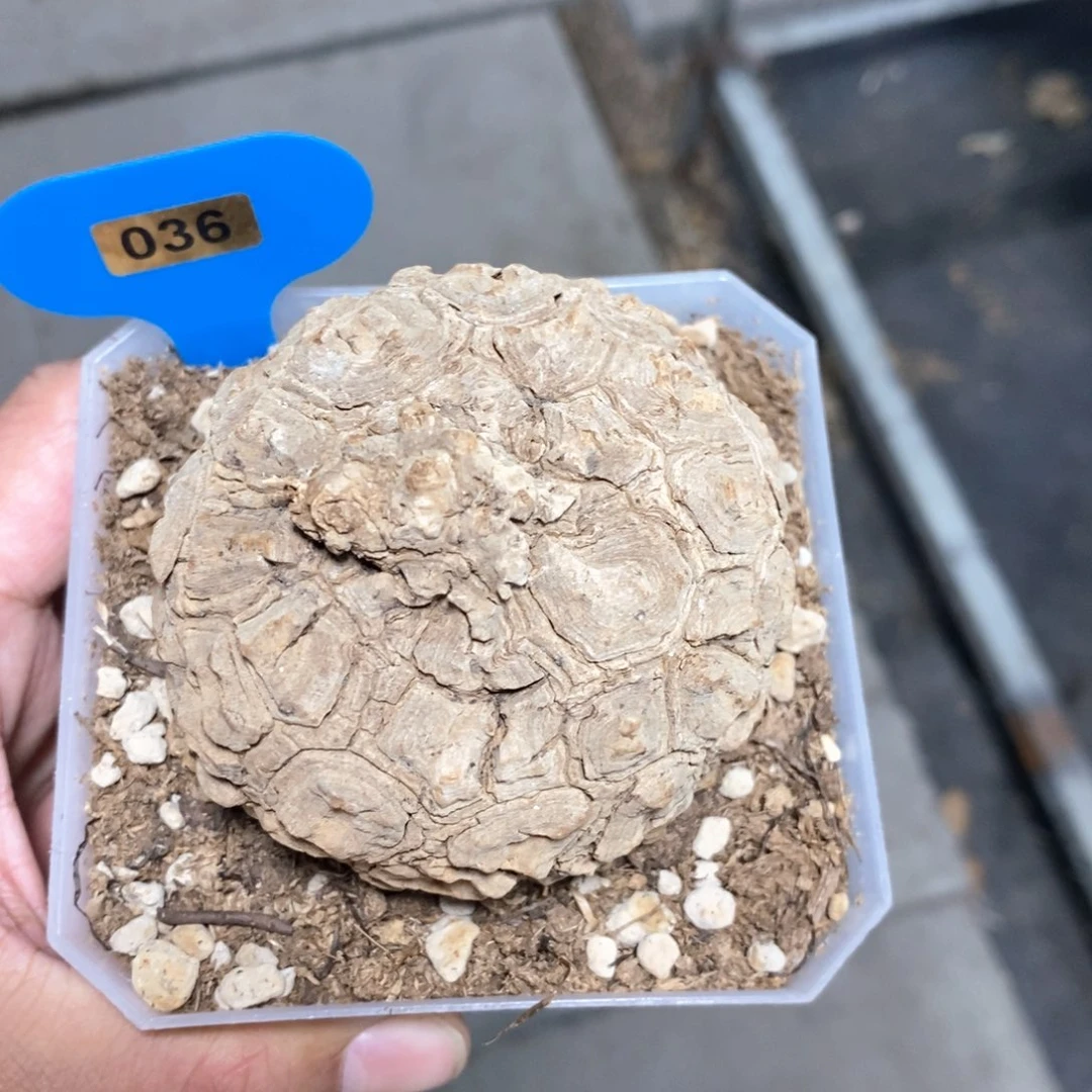 龙甲龟多肉植物一个