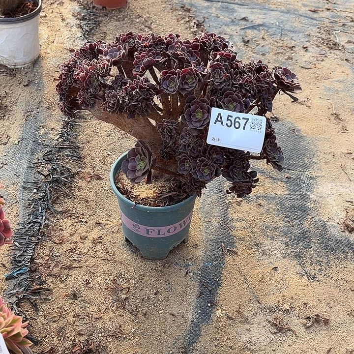 567欧紫缀化一颗呀呀呀