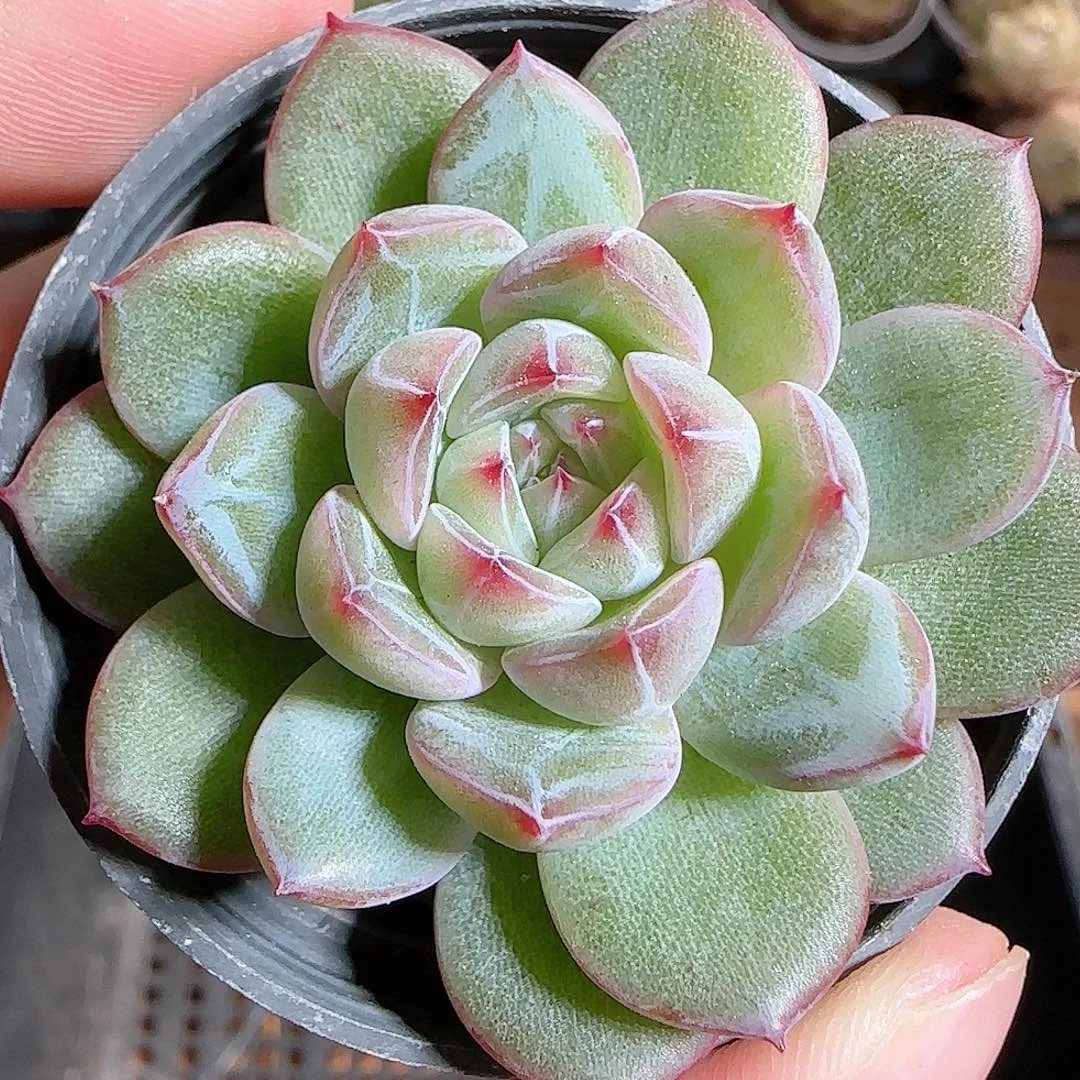 1111-----761雪花珍妮