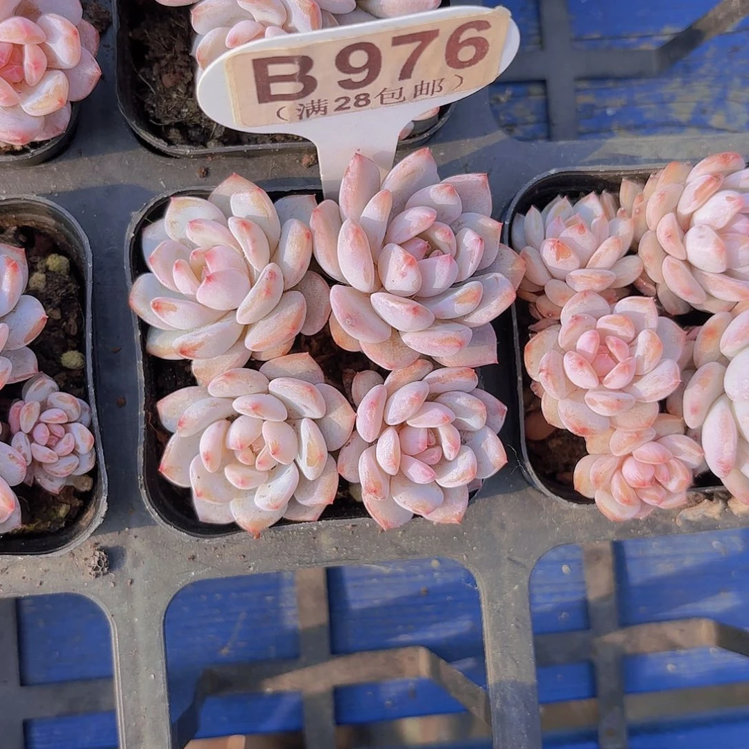B976星星橙一物一拍