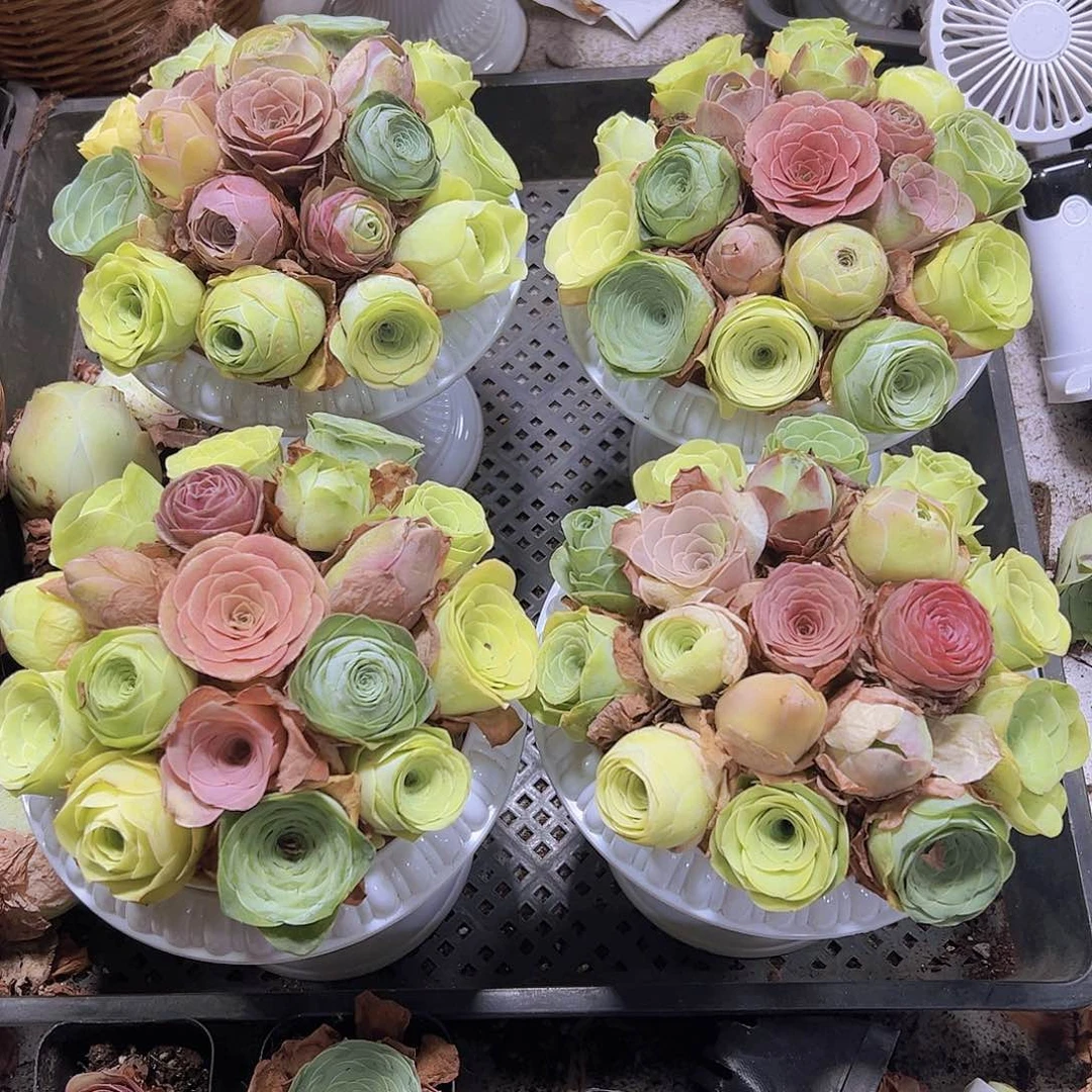 820七彩精品玫瑰18个坐好发货