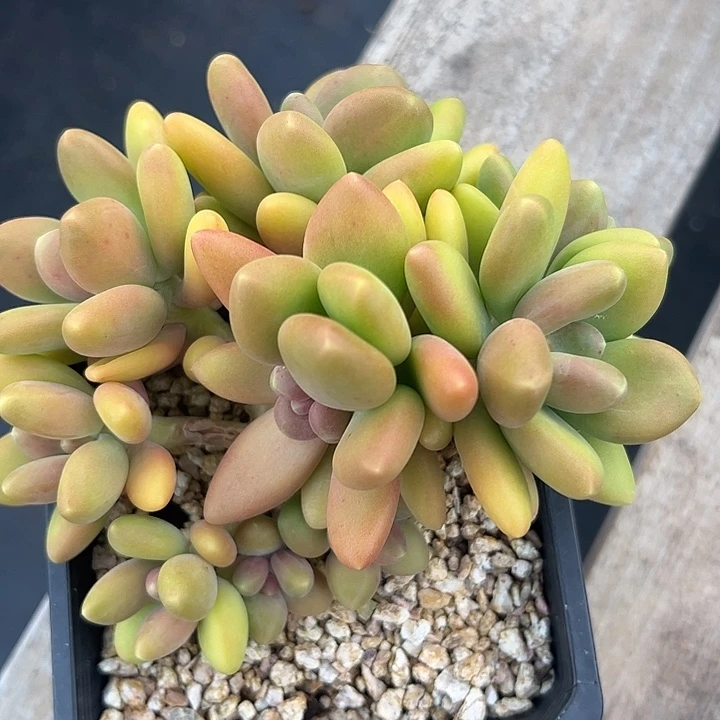 Kk状态自然群111111