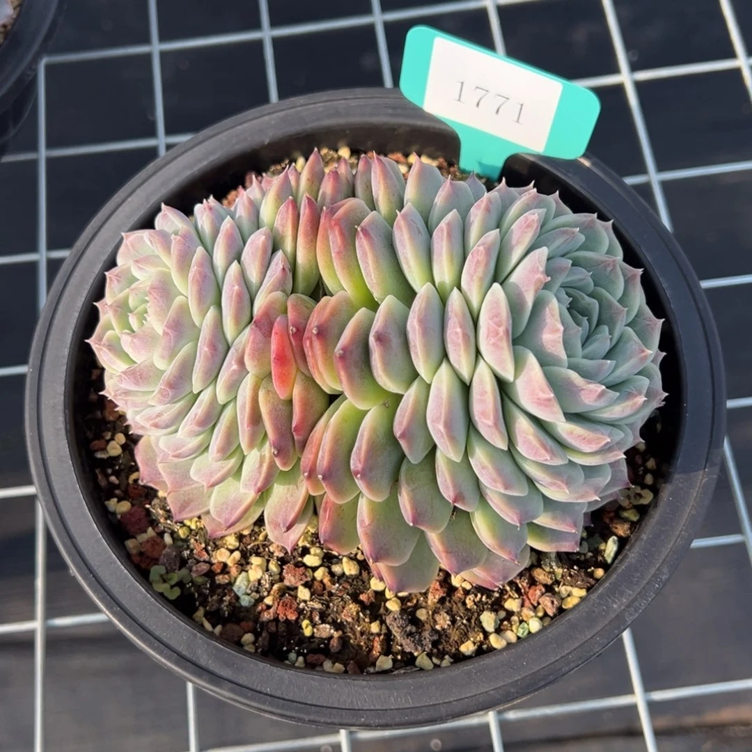 林**儿1771多肉多多多多多