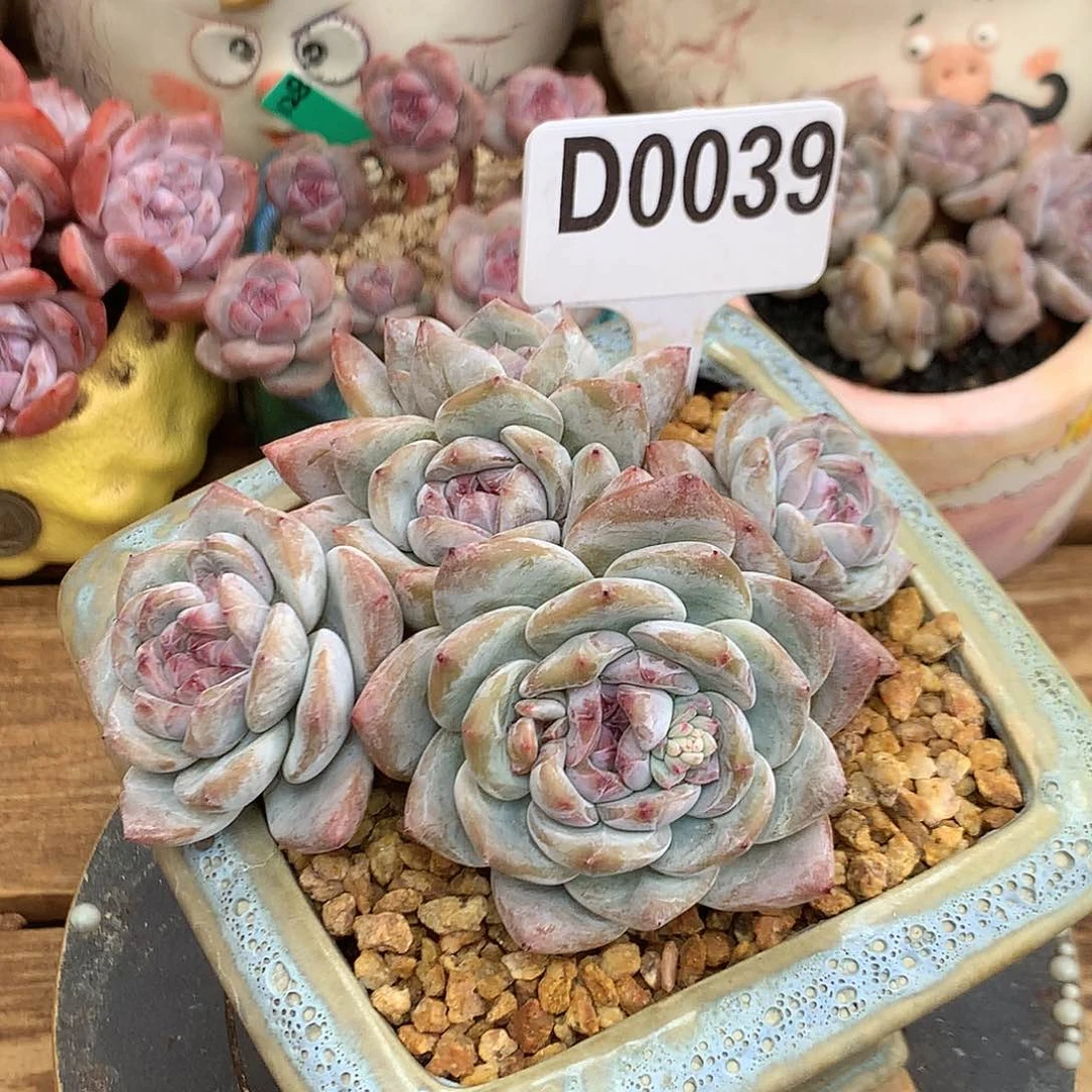 D0039 星影石榴籽 开播福利